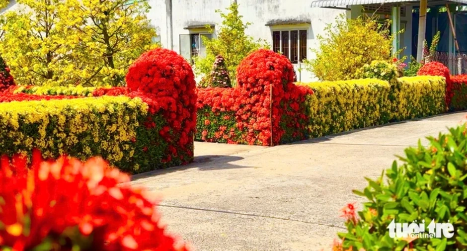 Về Đồng Tháp ngày Tết ngắm đường mai và hàng bông trang bừng nở rực rỡ Về Đồng Tháp ngày Tết ngắm đường mai và hàng bông trang bừng nở rực rỡ
