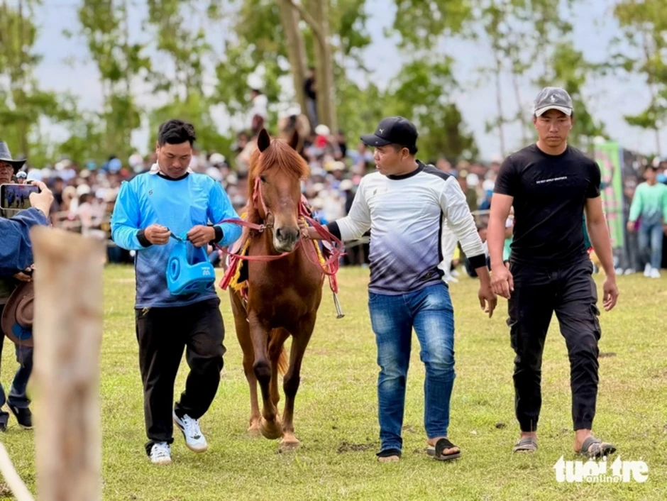 Về gò Thì Thùng xem đua ngựa, kỵ sĩ té chổng vó ngựa hí vang trời