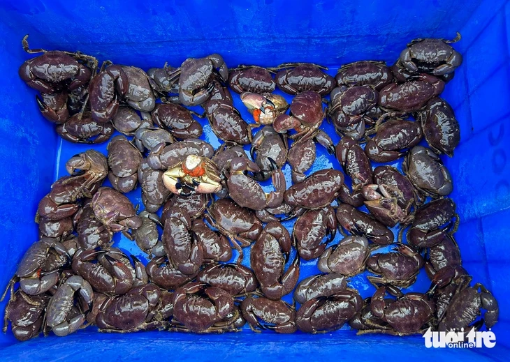 Về làng chài cổ Nam Ô mùa đẹp nhất: Ngắm bãi rêu xanh, săn cua cù kỳ Về làng chài cổ Nam Ô mùa đẹp nhất: Ngắm bãi rêu xanh, săn cua cù kỳ