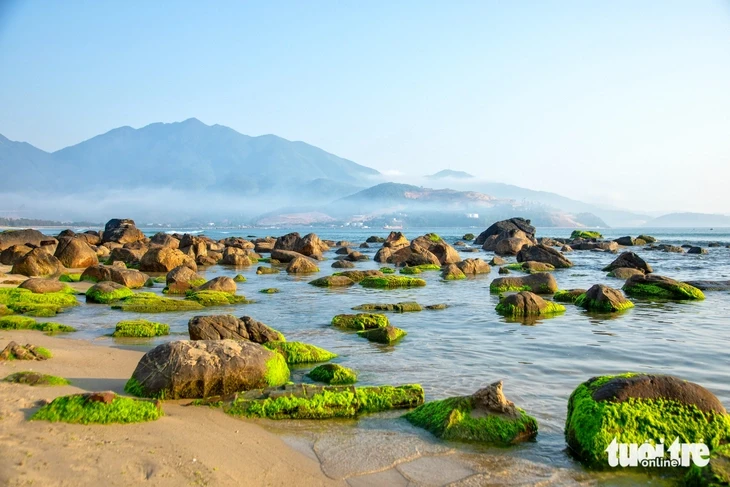 Về làng chài cổ Nam Ô mùa đẹp nhất: Ngắm bãi rêu xanh, săn cua cù kỳ Về làng chài cổ Nam Ô mùa đẹp nhất: Ngắm bãi rêu xanh, săn cua cù kỳ
