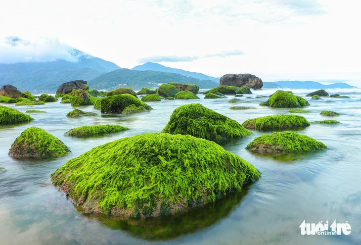 Về làng chài cổ Nam Ô mùa đẹp nhất: Ngắm bãi rêu xanh, săn cua cù kỳ Về làng chài cổ Nam Ô mùa đẹp nhất: Ngắm bãi rêu xanh, săn cua cù kỳ