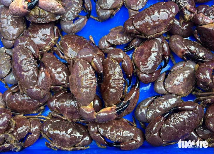 Về làng chài cổ Nam Ô mùa đẹp nhất: Ngắm bãi rêu xanh, săn cua cù kỳ Về làng chài cổ Nam Ô mùa đẹp nhất: Ngắm bãi rêu xanh, săn cua cù kỳ