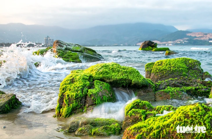 Về làng chài cổ Nam Ô mùa đẹp nhất: Ngắm bãi rêu xanh, săn cua cù kỳ Về làng chài cổ Nam Ô mùa đẹp nhất: Ngắm bãi rêu xanh, săn cua cù kỳ