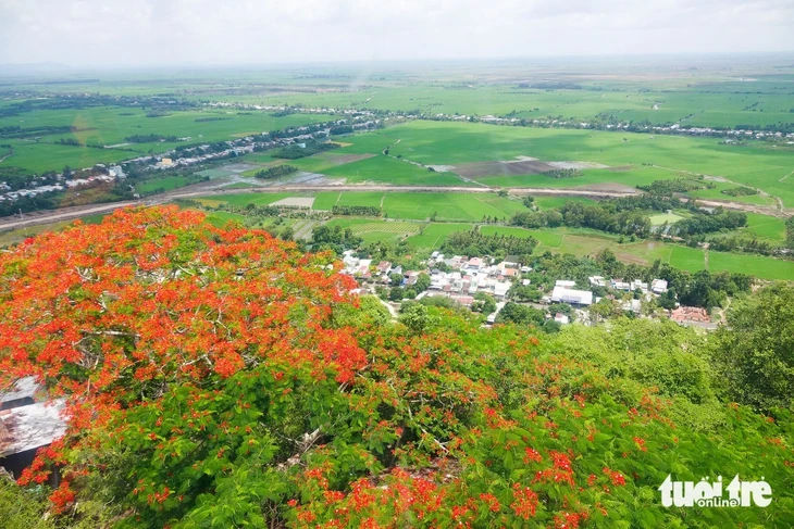 Về viếng Bà Chúa Xứ núi Sam, ngắm hoa phượng nở rực đỏ ngày hè Về viếng Bà Chúa Xứ núi Sam, ngắm hoa phượng nở rực đỏ ngày hè