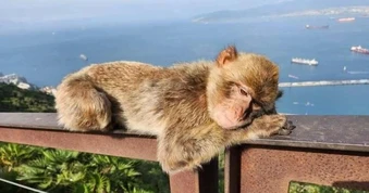Vì sao đàn khỉ nhai đất sau khi ăn quá nhiều bánh ngọt du khách đưa cho?