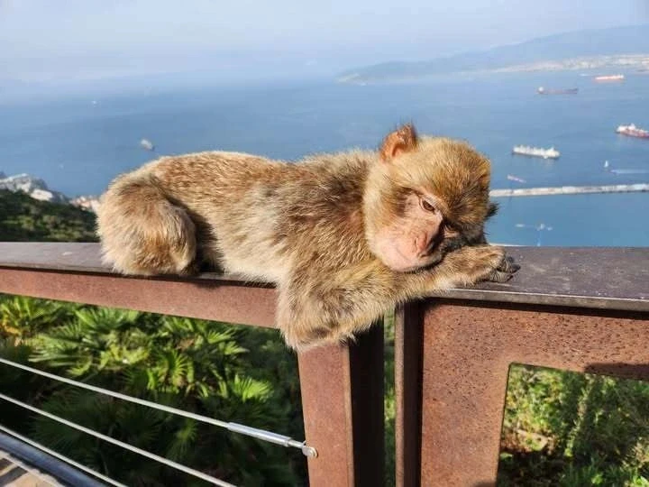 Vì sao đàn khỉ nhai đất sau khi ăn quá nhiều bánh ngọt du khách đưa cho? Vì sao đàn khỉ nhai đất sau khi ăn quá nhiều bánh ngọt du khách đưa cho?