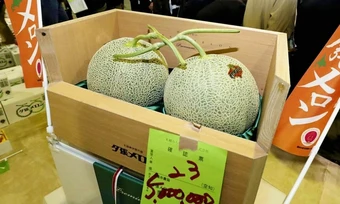 Vì sao dưa lưới Nhật lên tới 45.000 USD một cặp?