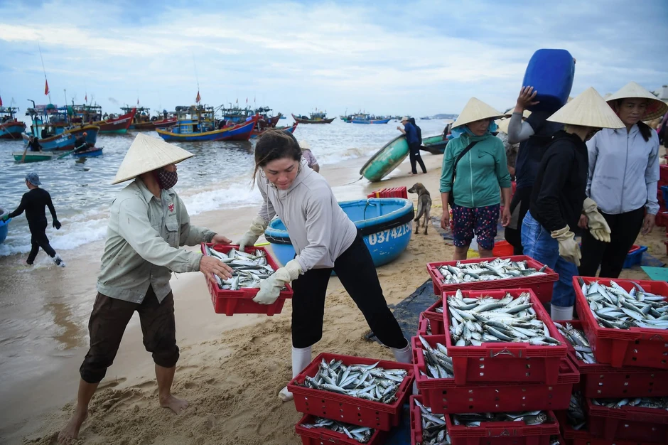 Việt Nam có làng chài bán loại mực chết là mất giá, nửa triệu đồng một kg mà người dân vẫn vô tư ăn với mì tôm