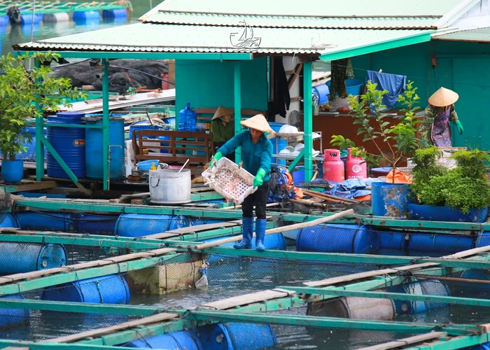Việt Nam có làng chài lâu hơn kim tự tháp Ai Cập hơn 2.000 năm Việt Nam có làng chài lâu hơn kim tự tháp Ai Cập hơn 2.000 năm