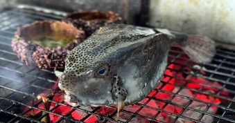 Vụ tố bị "chặt chém" con cá gần 3 triệu đồng/kg: Các nhà hàng nói về giá