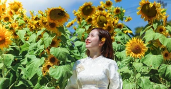 Vườn hướng dương dưới chân núi Ngũ Hành Sơn nở rộ, hút khách tham quan