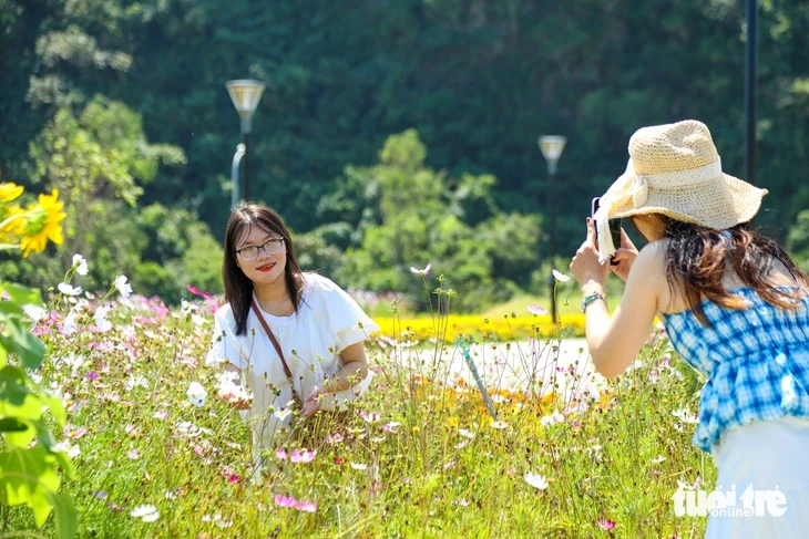 Vườn hướng dương dưới chân núi Ngũ Hành Sơn nở rộ, hút khách tham quan Vườn hướng dương dưới chân núi Ngũ Hành Sơn nở rộ, hút khách tham quan