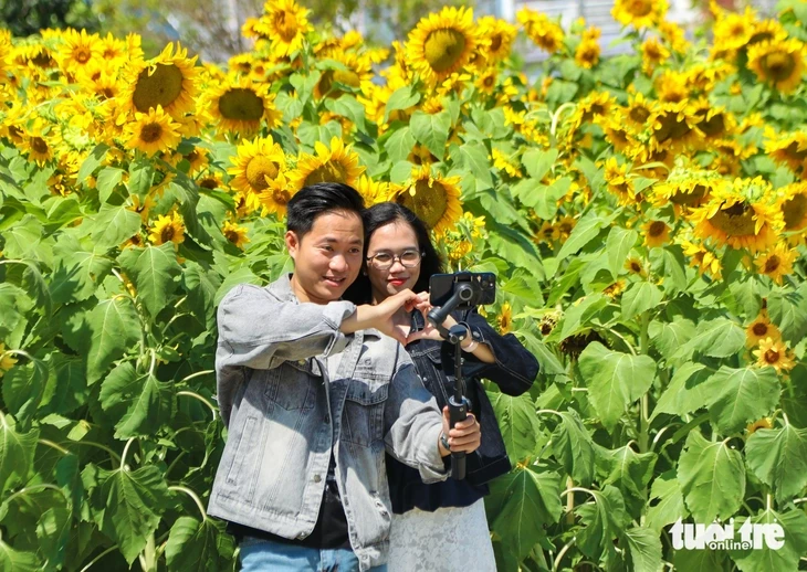 Vườn hướng dương dưới chân núi Ngũ Hành Sơn nở rộ, hút khách tham quan Vườn hướng dương dưới chân núi Ngũ Hành Sơn nở rộ, hút khách tham quan