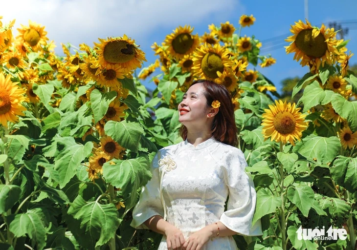 Vườn hướng dương dưới chân núi Ngũ Hành Sơn nở rộ, hút khách tham quan Vườn hướng dương dưới chân núi Ngũ Hành Sơn nở rộ, hút khách tham quan