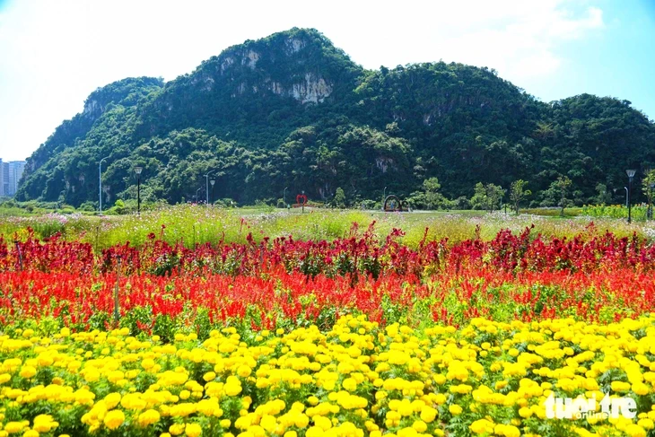 Vườn hướng dương dưới chân núi Ngũ Hành Sơn nở rộ, hút khách tham quan Vườn hướng dương dưới chân núi Ngũ Hành Sơn nở rộ, hút khách tham quan