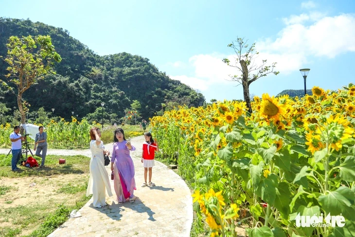 Vườn hướng dương dưới chân núi Ngũ Hành Sơn nở rộ, hút khách tham quan Vườn hướng dương dưới chân núi Ngũ Hành Sơn nở rộ, hút khách tham quan