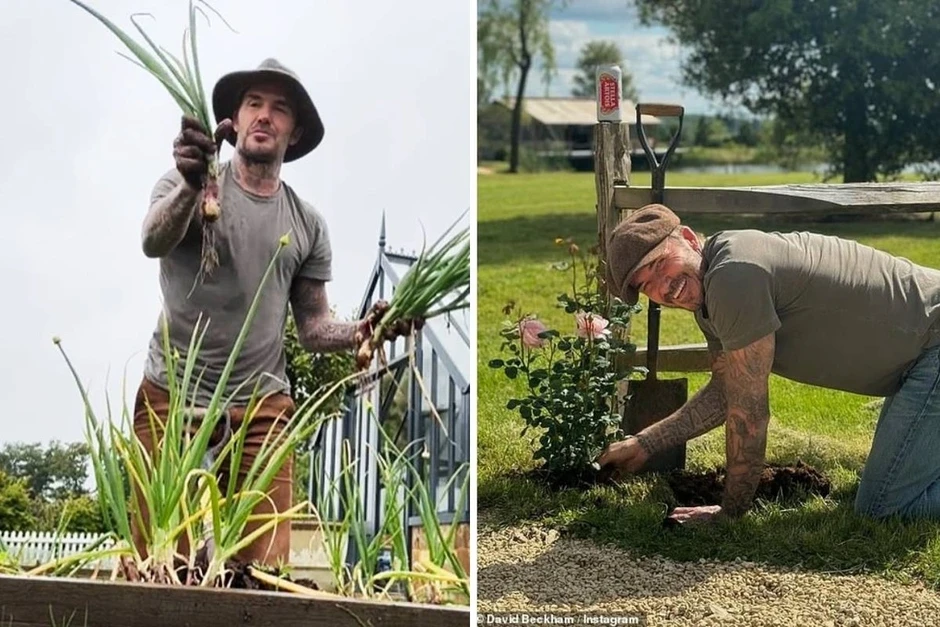 Cuộc sống thảnh thơi nuôi gà, chăm cây của tỷ phú David Beckham Cuộc sống thảnh thơi nuôi gà, chăm cây của tỷ phú David Beckham