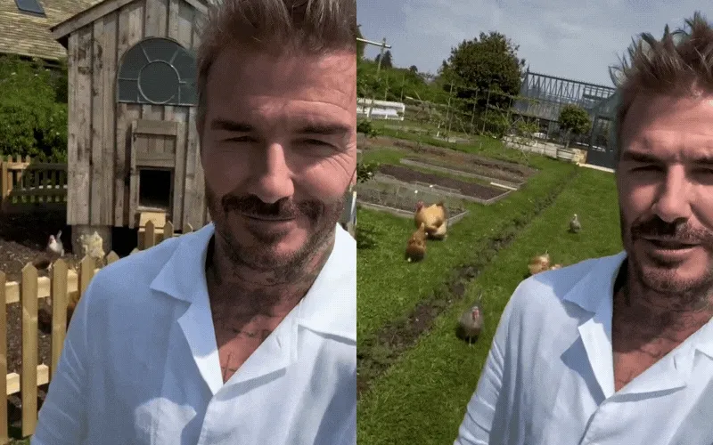 Cuộc sống thảnh thơi nuôi gà, chăm cây của tỷ phú David Beckham Cuộc sống thảnh thơi nuôi gà, chăm cây của tỷ phú David Beckham