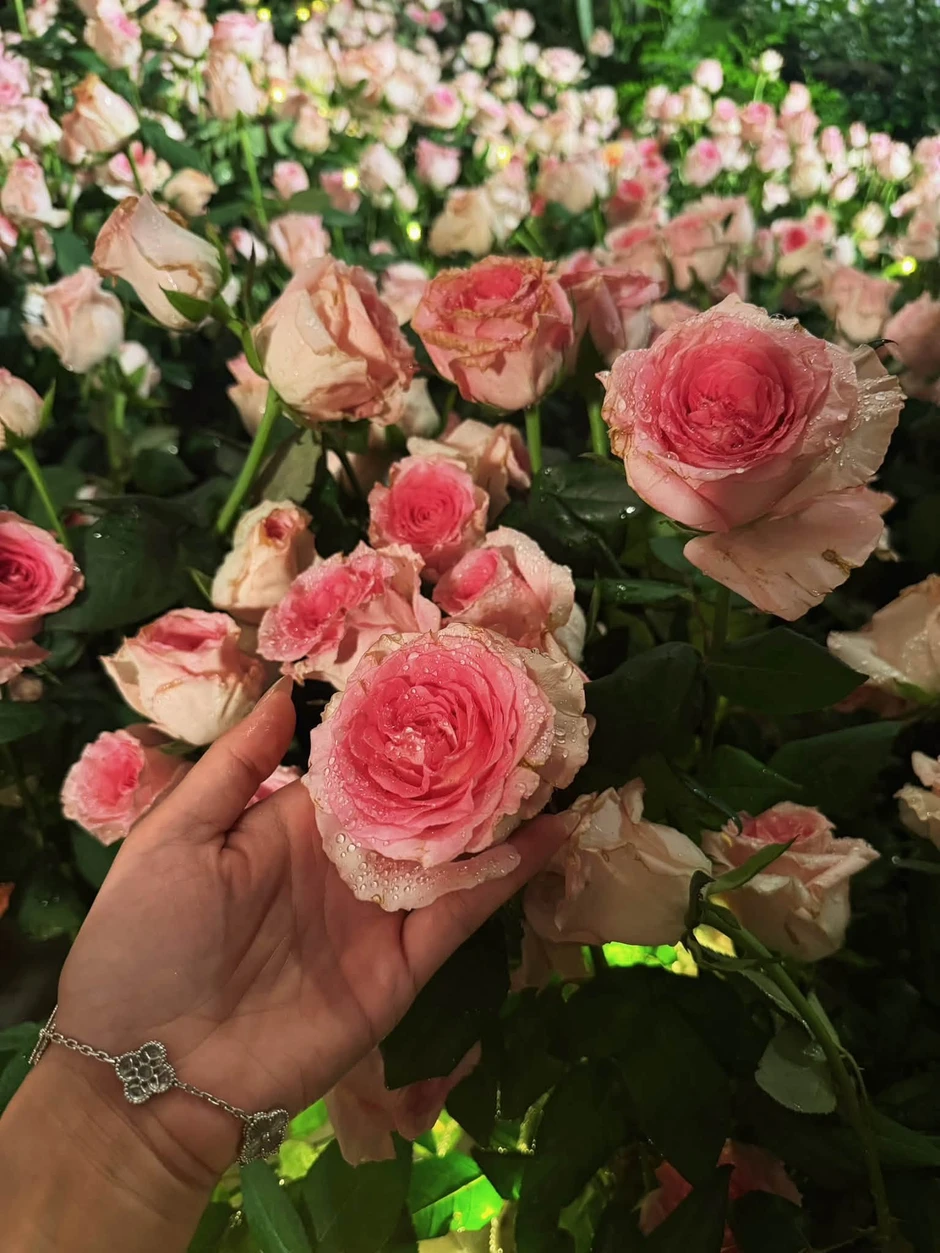 Động thái lúc nửa đêm của Diệp Lâm Anh Động thái lúc nửa đêm của Diệp Lâm Anh