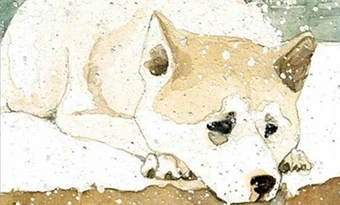 'Hachiko, chú chó đợi chờ' - khúc ca về lòng trung thành