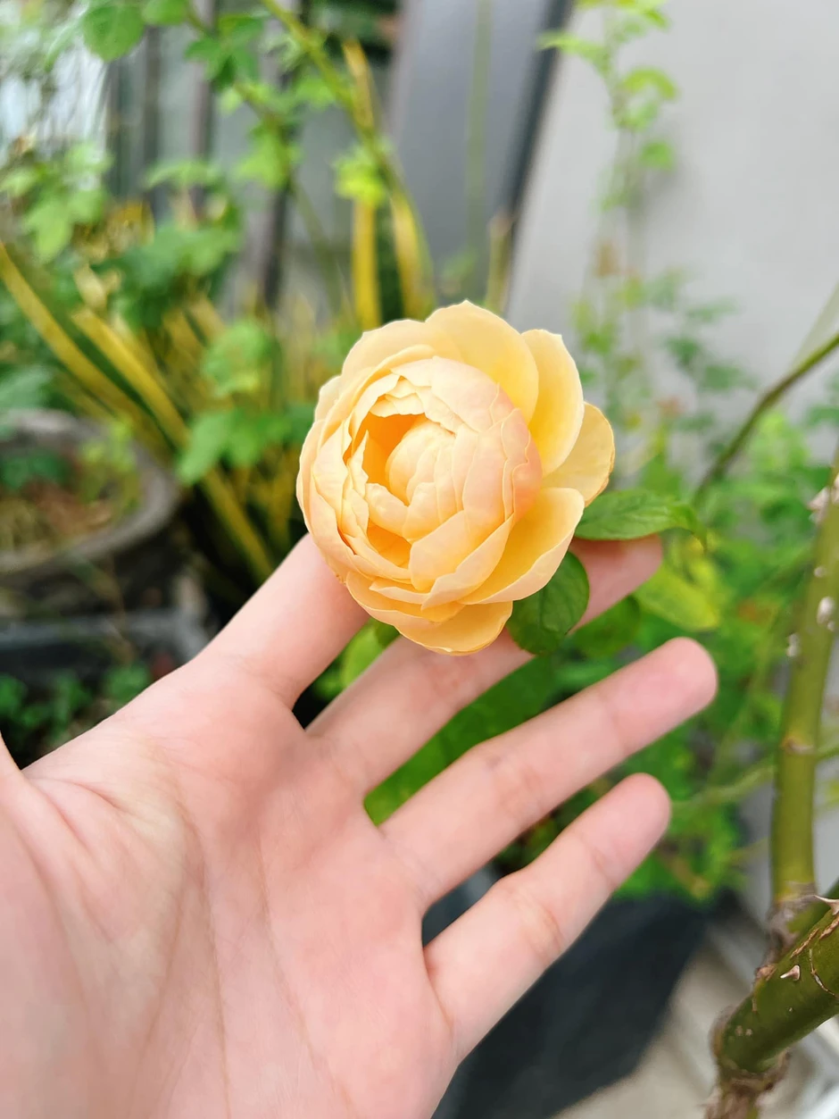 Mỹ nhân Việt 33 tuổi làm mẹ đơn thân, sống cùng con trai trong ngôi nhà phố 100m² Mỹ nhân Việt 33 tuổi làm mẹ đơn thân, sống cùng con trai trong ngôi nhà phố 100m²