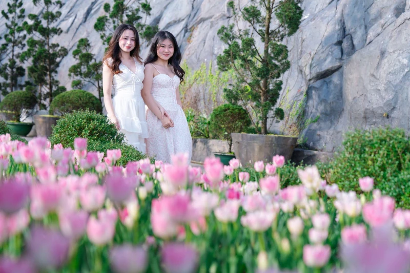 Sun World Ba Na Hills lần đầu ươm trồng 1 triệu bông tulip trên đỉnh núi đón Tết Nguyên đán 2026 Sun World Ba Na Hills lần đầu ươm trồng 1 triệu bông tulip trên đỉnh núi đón Tết Nguyên đán 2026