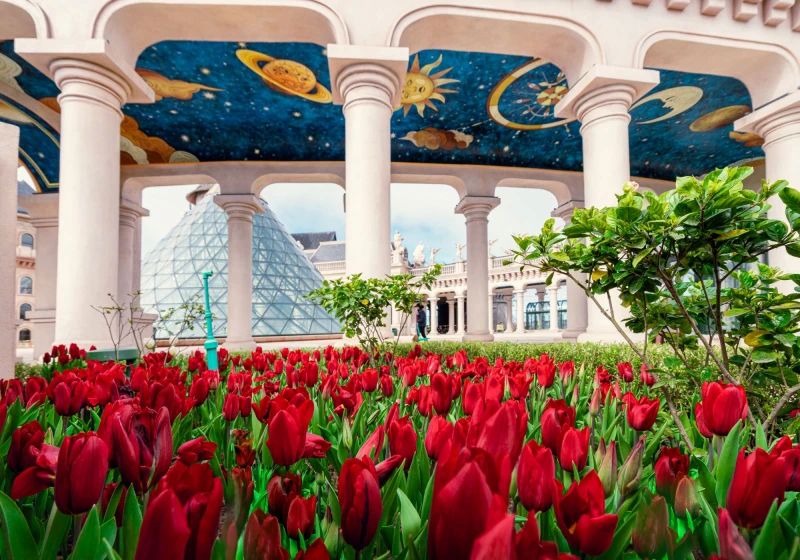Sun World Ba Na Hills lần đầu ươm trồng 1 triệu bông tulip trên đỉnh núi đón Tết Nguyên đán 2026 Sun World Ba Na Hills lần đầu ươm trồng 1 triệu bông tulip trên đỉnh núi đón Tết Nguyên đán 2026