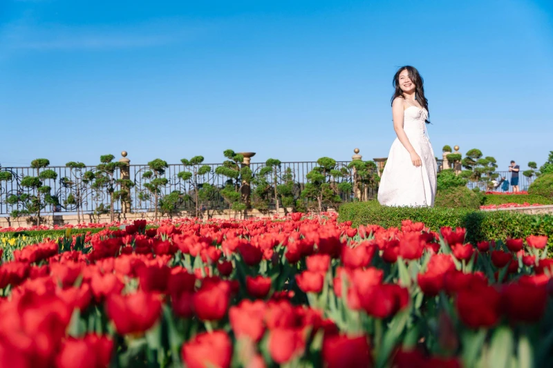Sun World Ba Na Hills lần đầu ươm trồng 1 triệu bông tulip trên đỉnh núi đón Tết Nguyên đán 2026 Sun World Ba Na Hills lần đầu ươm trồng 1 triệu bông tulip trên đỉnh núi đón Tết Nguyên đán 2026