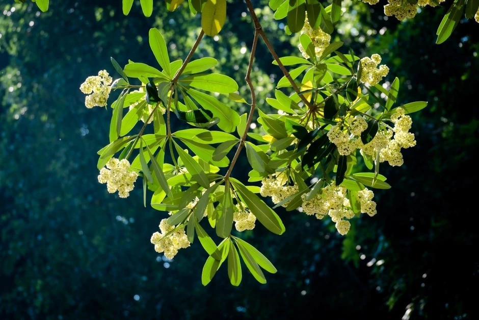 Tác giả bài hát nổi tiếng về hoa sữa Hà Nội chưa từng ngửi hoa Tác giả bài hát nổi tiếng về hoa sữa Hà Nội chưa từng ngửi hoa