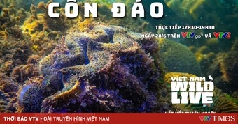 TRỰC TIẾP: Lặn biển Hòn Bông Lan cùng Vietnam Wild Live (12h30 VTVgo, VTV2)