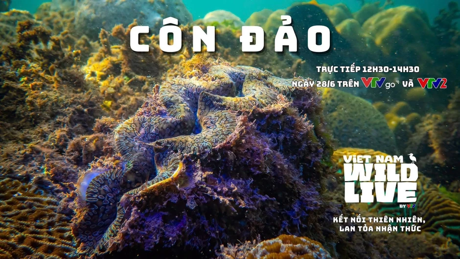 TRỰC TIẾP: Lặn biển Hòn Bông Lan cùng Vietnam Wild Live (12h30 VTVgo, VTV2)