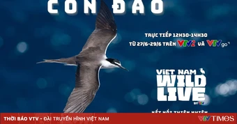 TRỰC TIẾP Vietnam Wild Live: Lạc bước giữa Hòn Bông Lan - mái nhà kỳ thú của chim biển
