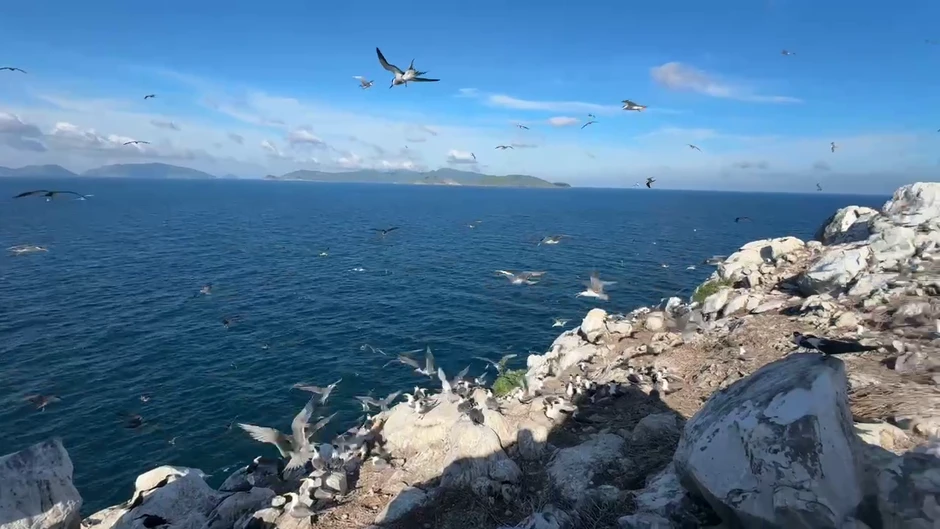 TRỰC TIẾP: Vietnam Wild Live mở màn tại 'thiên đường' chim biển Hòn Trứng - Côn Đảo (12h30, VTVgo)