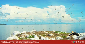TRỰC TIẾP: Vietnam Wild Live mở màn tại 'thiên đường' chim biển Hòn Trứng - Côn Đảo
