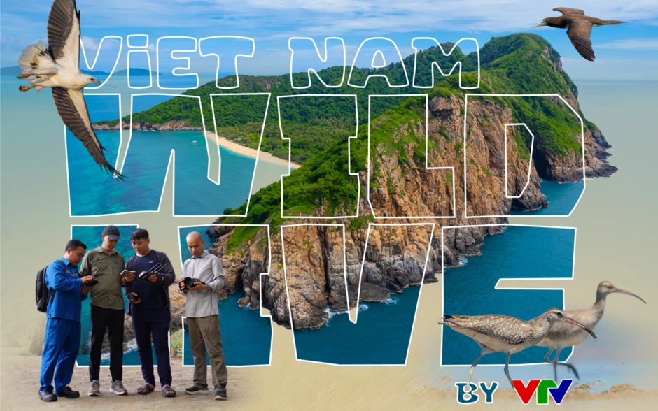 TRỰC TIẾP: Vietnam Wild Live mở màn tại 'thiên đường' chim biển Hòn Trứng - Côn Đảo TRỰC TIẾP: Vietnam Wild Live mở màn tại 'thiên đường' chim biển Hòn Trứng - Côn Đảo