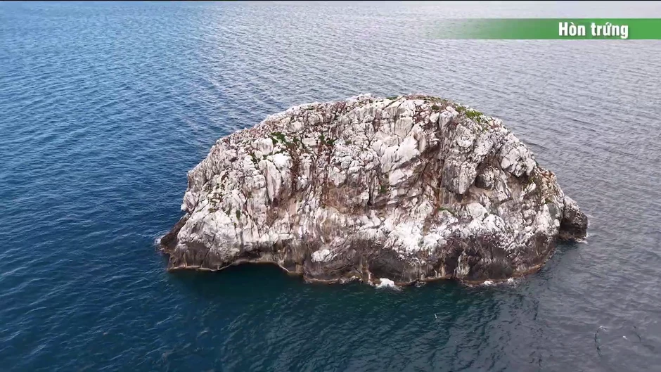 TRỰC TIẾP: Vietnam Wild Live mở màn tại 'thiên đường' chim biển Hòn Trứng - Côn Đảo TRỰC TIẾP: Vietnam Wild Live mở màn tại 'thiên đường' chim biển Hòn Trứng - Côn Đảo