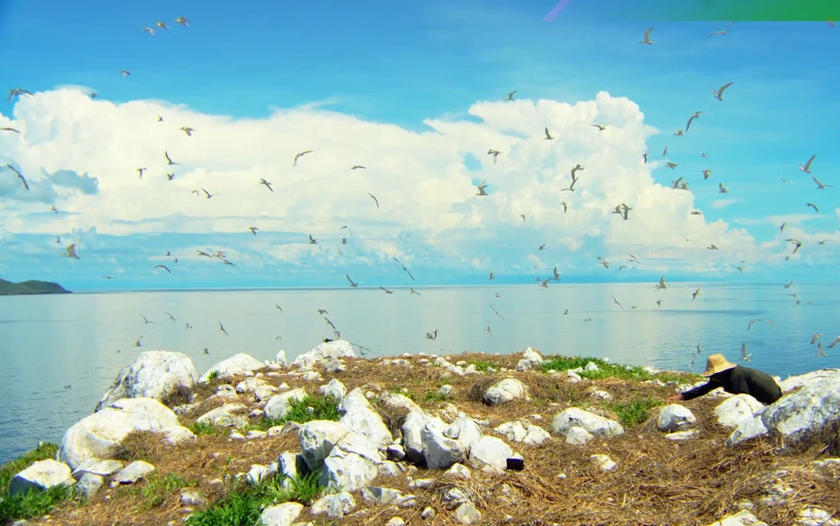 TRỰC TIẾP: Vietnam Wild Live mở màn tại 'thiên đường' chim biển Hòn Trứng - Côn Đảo TRỰC TIẾP: Vietnam Wild Live mở màn tại 'thiên đường' chim biển Hòn Trứng - Côn Đảo