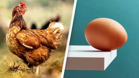 Ai thắc mắc "con gà hay quả trứng có trước?" giờ đã có bằng chứng KHOA HỌC, nhưng sao đọc vẫn thấy "mông lung" quá! Ai thắc mắc "con gà hay quả trứng có trước?" giờ đã có bằng chứng KHOA HỌC, nhưng sao đọc vẫn thấy "mông lung" quá!