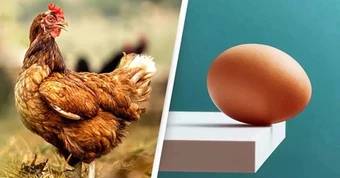 Ai thắc mắc "con gà hay quả trứng có trước?" giờ đã có bằng chứng KHOA HỌC, nhưng sao đọc vẫn thấy "mông lung" quá!