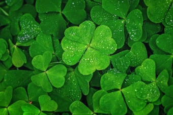 Cách chúc may mắn ngoài 'good luck'