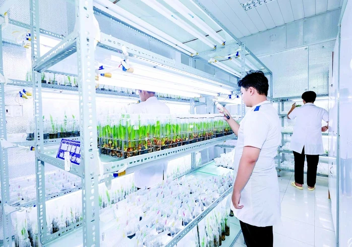 Đại học Trà Vinh: Phát triển kỹ thuật nuôi cấy mô, mở lối cho ngành dừa Đại học Trà Vinh: Phát triển kỹ thuật nuôi cấy mô, mở lối cho ngành dừa