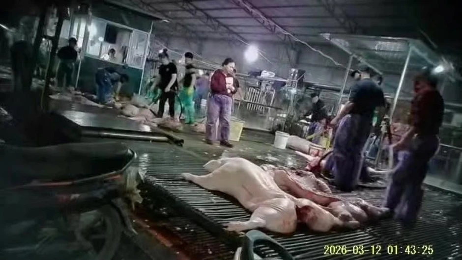 Đọc vụ 300 tấn LỢN BỆNH mà hãi: Khi nhà trường không quản nổi miếng thịt trẻ ăn thì mọi bài giảng đạo đức đều là sáo rỗng! Đọc vụ 300 tấn LỢN BỆNH mà hãi: Khi nhà trường không quản nổi miếng thịt trẻ ăn thì mọi bài giảng đạo đức đều là sáo rỗng!