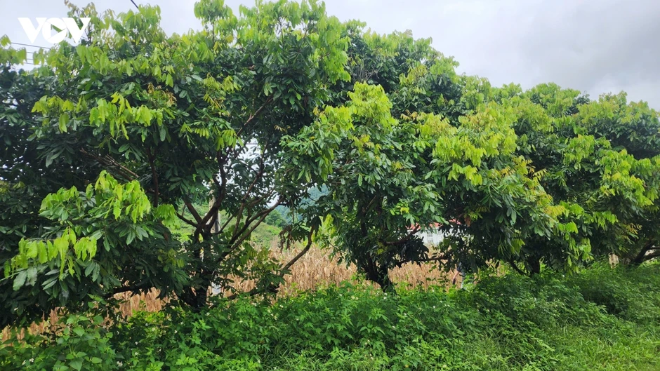Dựng trường nơi phên dậu Tổ quốc: Nhường ruộng vườn - gieo mầm tương lai Dựng trường nơi phên dậu Tổ quốc: Nhường ruộng vườn - gieo mầm tương lai