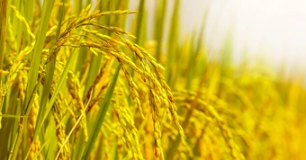 Nguồn gốc và ý nghĩa thành ngữ "Lúa chín cúi đầu"