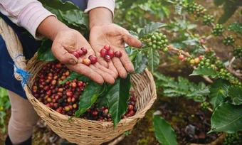 Nước nào xuất khẩu cà phê nhiều nhất thế giới?