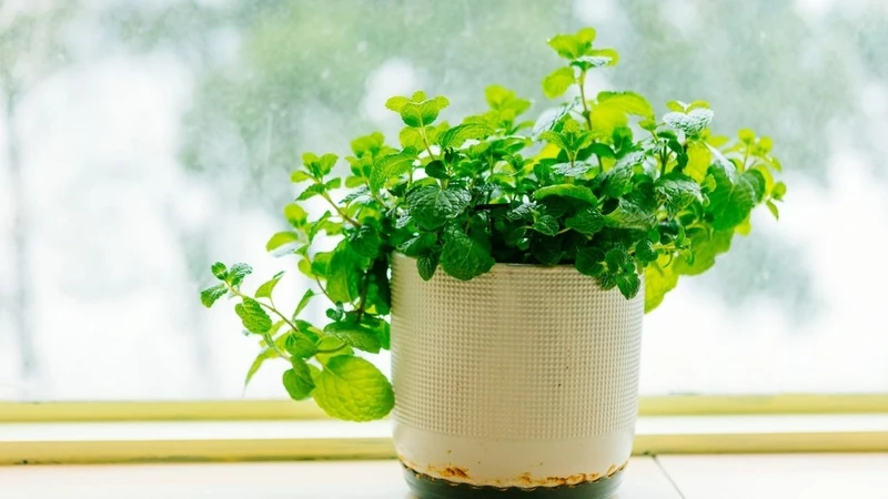 Tại sao mỗi bàn học nên có một chậu bạc hà? Tại sao mỗi bàn học nên có một chậu bạc hà?