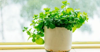 Tại sao mỗi bàn học nên có một chậu bạc hà?