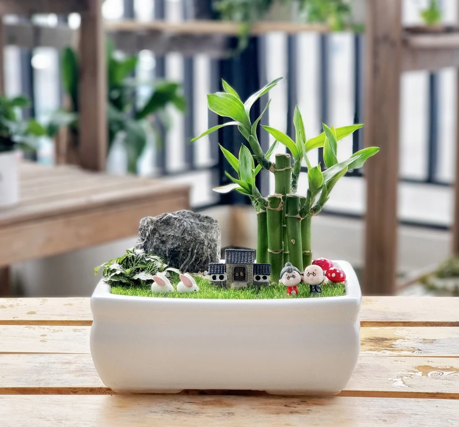 Tại sao mỗi bàn học nên có một chậu trúc phú quý?