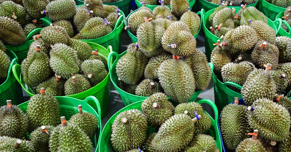Tỉnh nào là 'thủ phủ' sầu riêng tại nước ta?