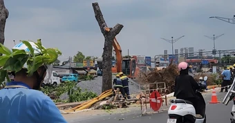 Loạt cây 'khủng' được đốn hạ ở TPHCM để thi công ga ngầm metro số 2